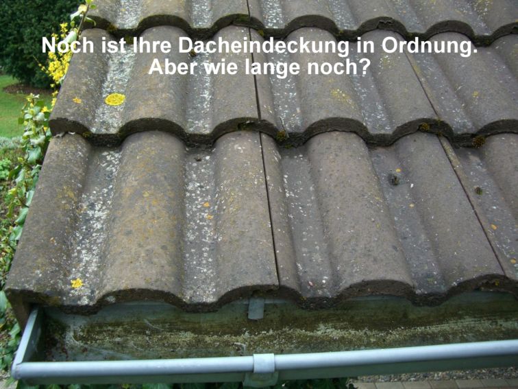 Deutsche-Politik-News.de | Moose, Algen und Flechten verschmutzen das Dach.